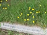 image of grave number 503210